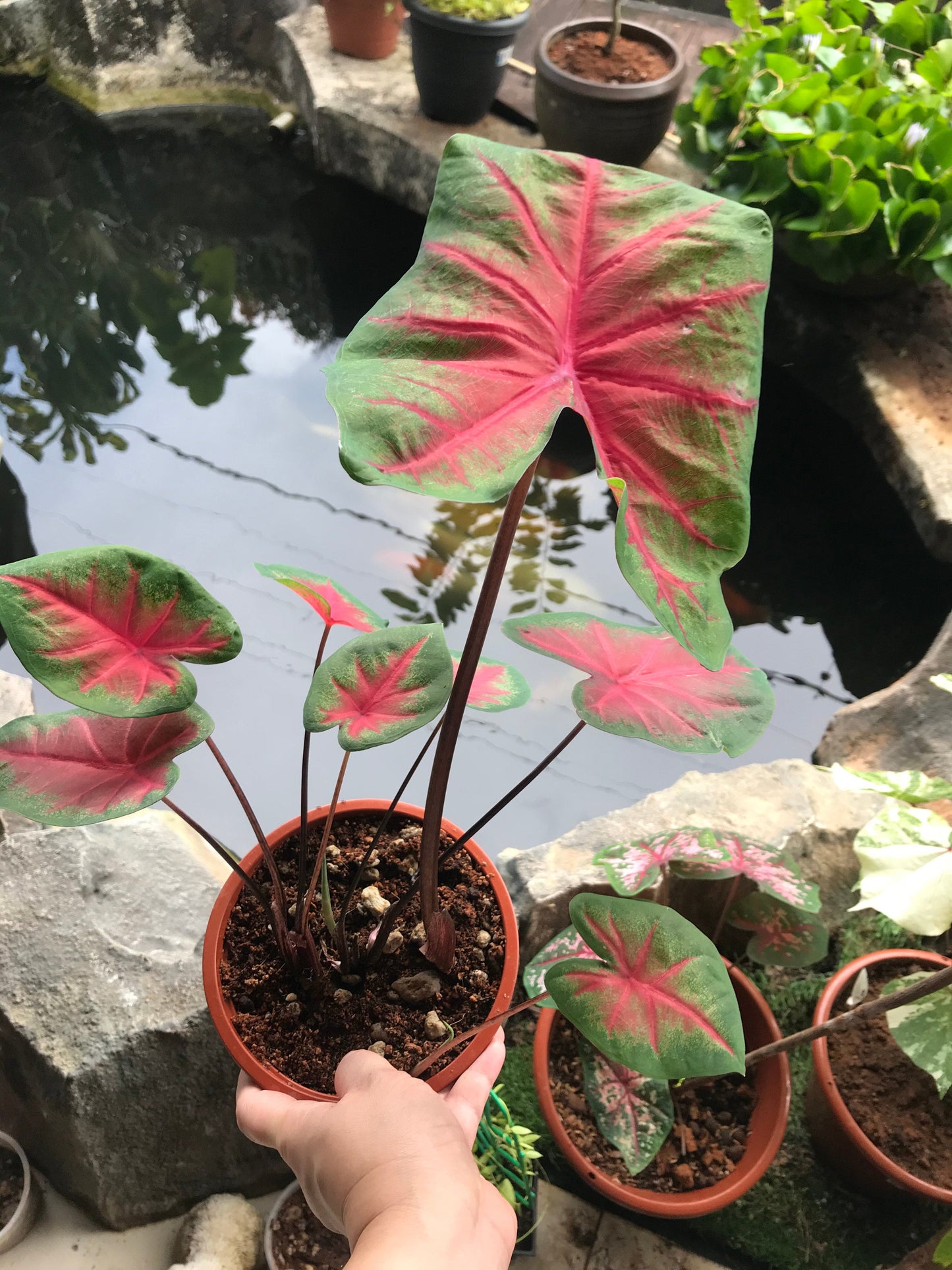 'The Blaze' Caladium – Fiery Red Splendor (2 Bulbs) - Blue Buddha Farm