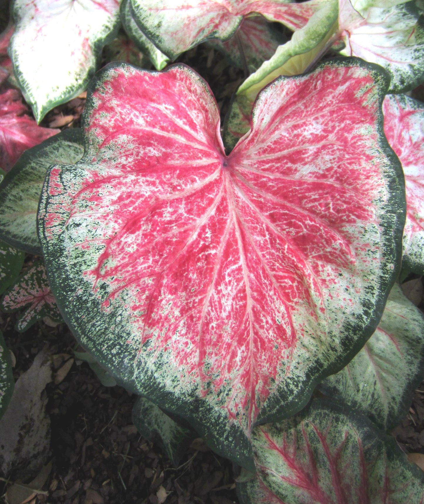 'Bold and Beautiful' Caladium – Evolving Color Spectacle (2 Bulbs) - Blue Buddha Farm