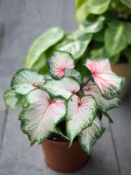 'Bold and Beautiful' Caladium – Evolving Color Spectacle (2 Bulbs) - Blue Buddha Farm