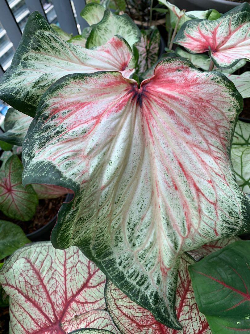 'Bold and Beautiful' Caladium – Evolving Color Spectacle (2 Bulbs) - Blue Buddha Farm