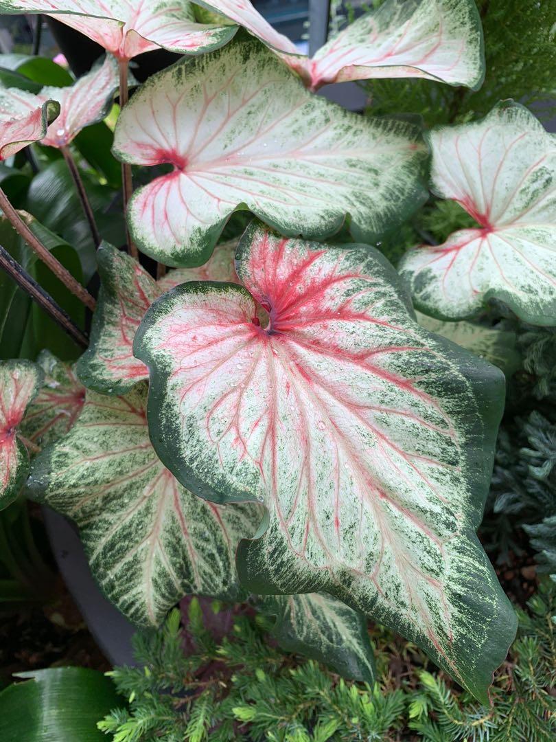 'Bold and Beautiful' Caladium – Evolving Color Spectacle (2 Bulbs) - Blue Buddha Farm