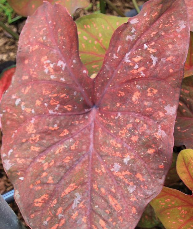 'Burning Heart' Caladium – Fiery Foliage Spectacle (2 Bulbs) - Blue Buddha Farm