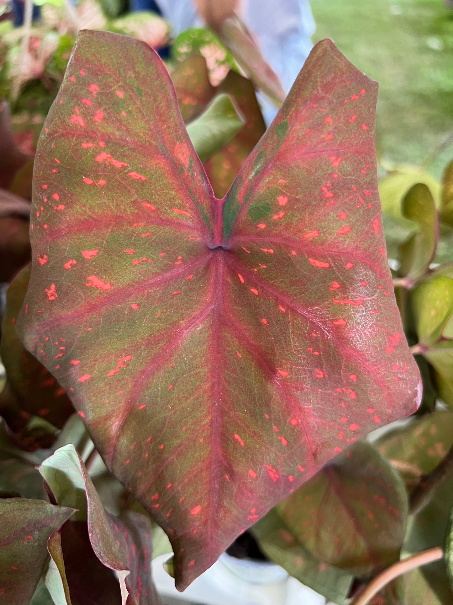 'Burning Heart' Caladium – Fiery Foliage Spectacle (2 Bulbs) - Blue Buddha Farm