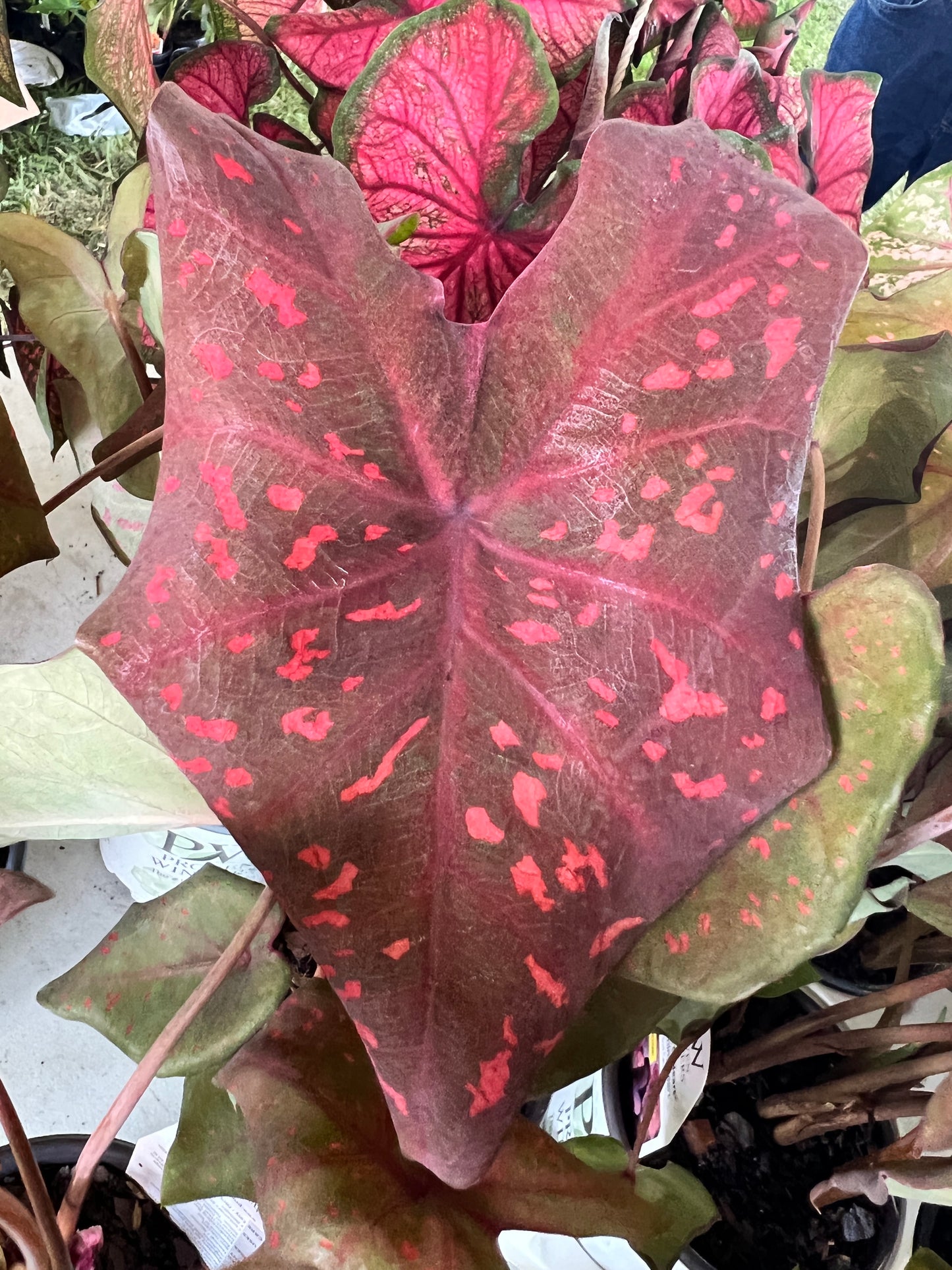 'Burning Heart' Caladium – Fiery Foliage Spectacle (2 Bulbs) - Blue Buddha Farm