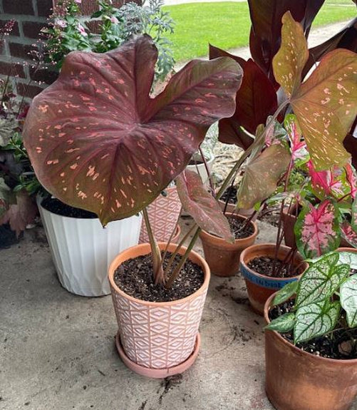 'Burning Heart' Caladium – Fiery Foliage Spectacle (2 Bulbs) - Blue Buddha Farm