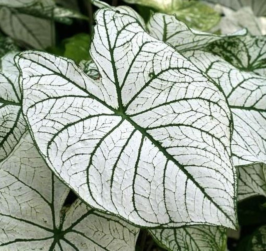 'Candidum' Caladium – Classic White Elegance (2 Bulbs) - Blue Buddha Farm