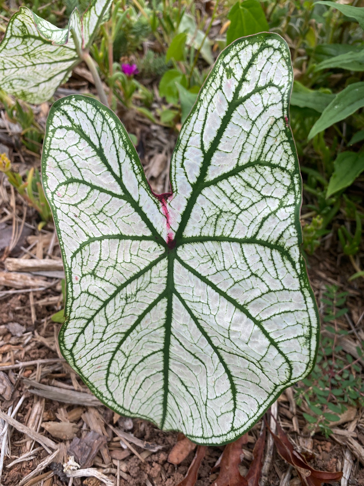 'Candidum Jr.' Caladium – Compact White Beauty (2 Bulbs) - Blue Buddha Farm
