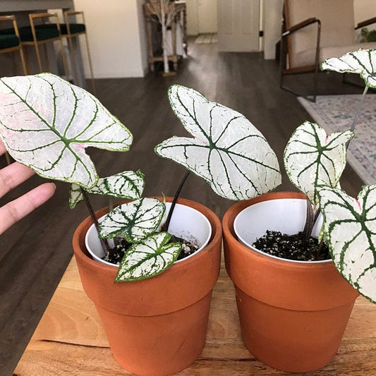 'Candidum Jr.' Caladium – Compact White Beauty (2 Bulbs) - Blue Buddha Farm