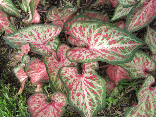 'Candyland' Caladium – Playful Pink Splendor (2 Bulbs) - Blue Buddha Farm