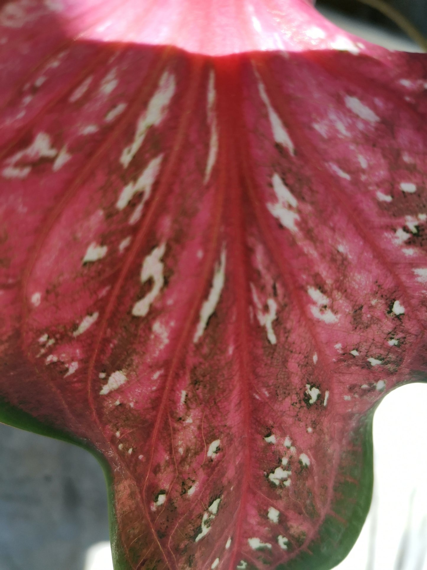 Caribbean Coral Caladium (2 bulbs) ** Preorder for Spring 2024 ** - Blue Buddha Farm