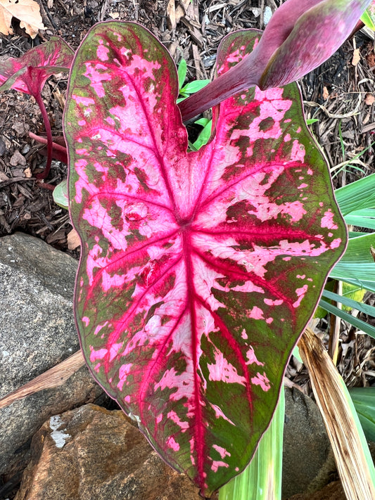 'Carolyn Wharton' Caladium – Classic Elegance Unveiled (2 Bulbs) - Blue Buddha Farm