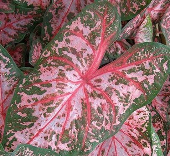 'Carolyn Wharton' Caladium – Classic Elegance Unveiled (2 Bulbs) - Blue Buddha Farm