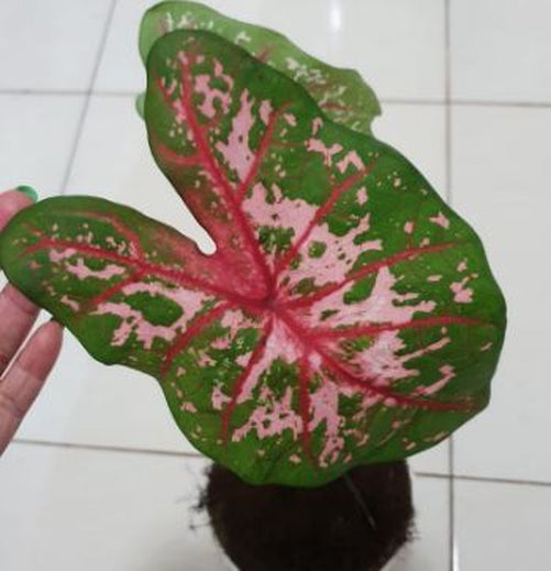 'Carolyn Wharton' Caladium – Classic Elegance Unveiled (2 Bulbs) - Blue Buddha Farm