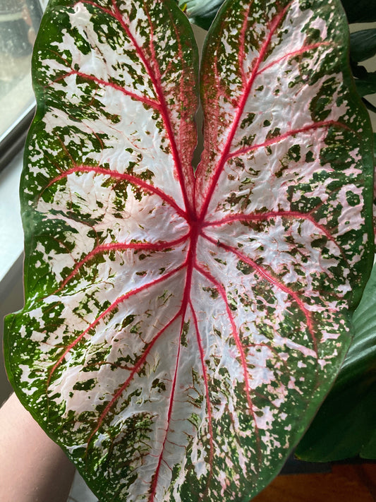 'Carousel' Caladium – Vivid Elegance Unfurled (2 Bulbs) - Blue Buddha Farm