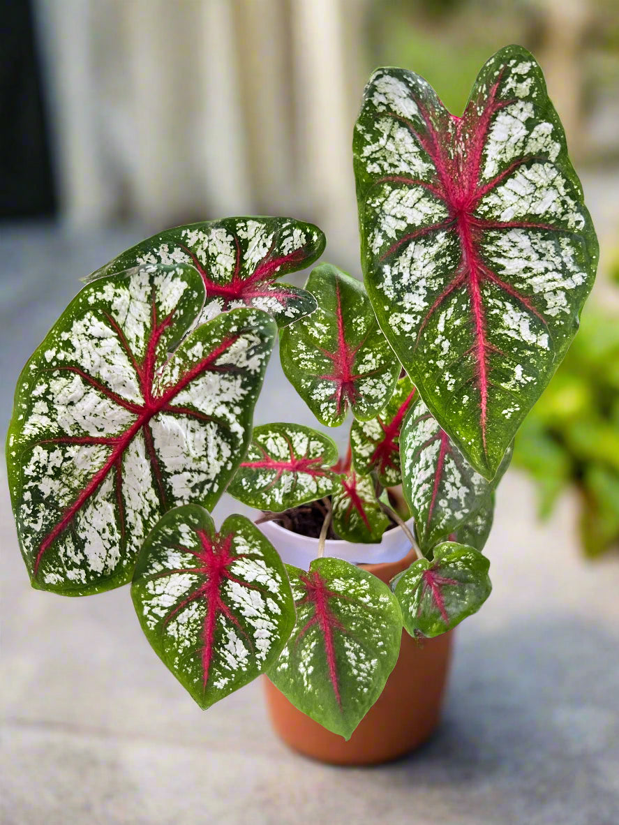 'Carousel' Caladium – Vivid Elegance Unfurled (2 Bulbs) - Blue Buddha Farm