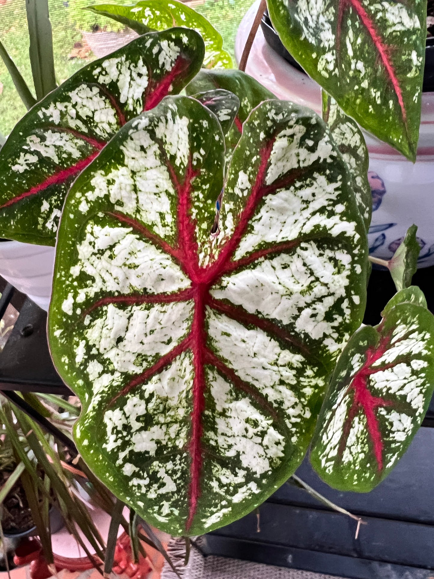 'Carousel' Caladium – Vivid Elegance Unfurled (2 Bulbs) - Blue Buddha Farm