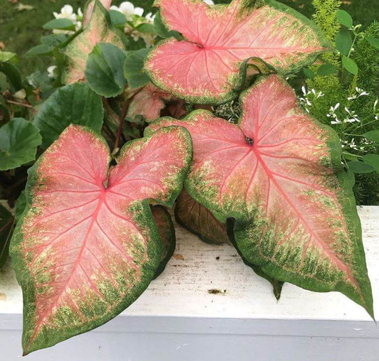 Chinook Caladium in a container – Compact, strap-leaf caladium thriving in a decorative pot.