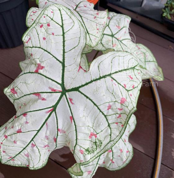 'Cranberry Star' Caladium – Dazzling Foliage Showcase (2 Bulbs) - Blue Buddha Farm