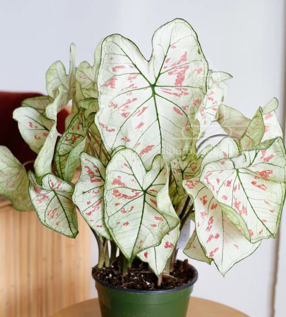 'Cranberry Star' Caladium – Dazzling Foliage Showcase (2 Bulbs) - Blue Buddha Farm