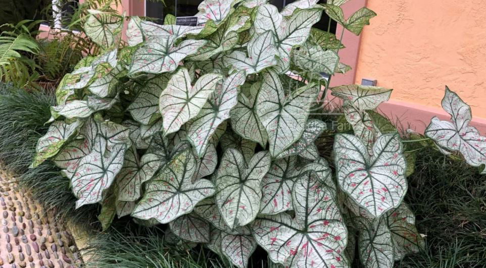 'Cranberry Star' Caladium – Dazzling Foliage Showcase (2 Bulbs) - Blue Buddha Farm