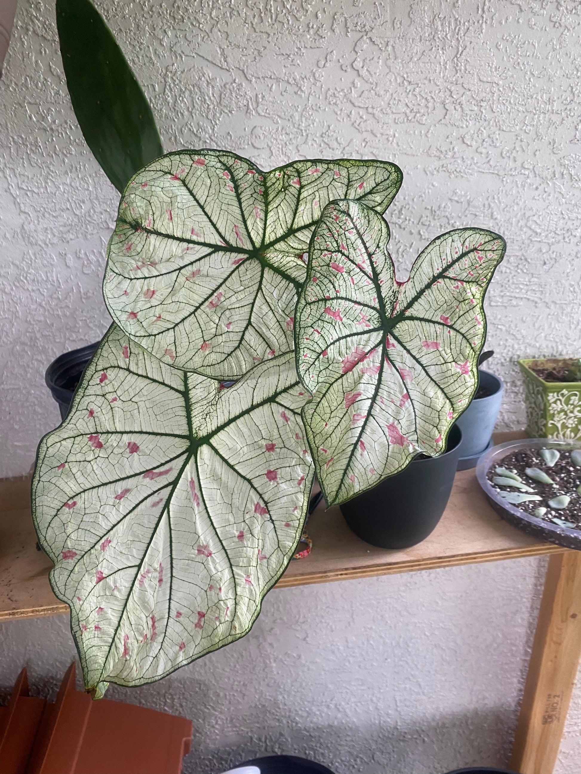'Cranberry Star' Caladium – Dazzling Foliage Showcase (2 Bulbs) - Blue Buddha Farm
