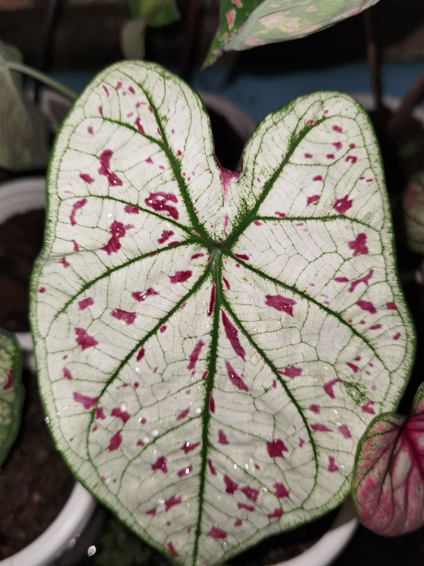 'Cranberry Star' Caladium – Dazzling Foliage Showcase (2 Bulbs) - Blue Buddha Farm