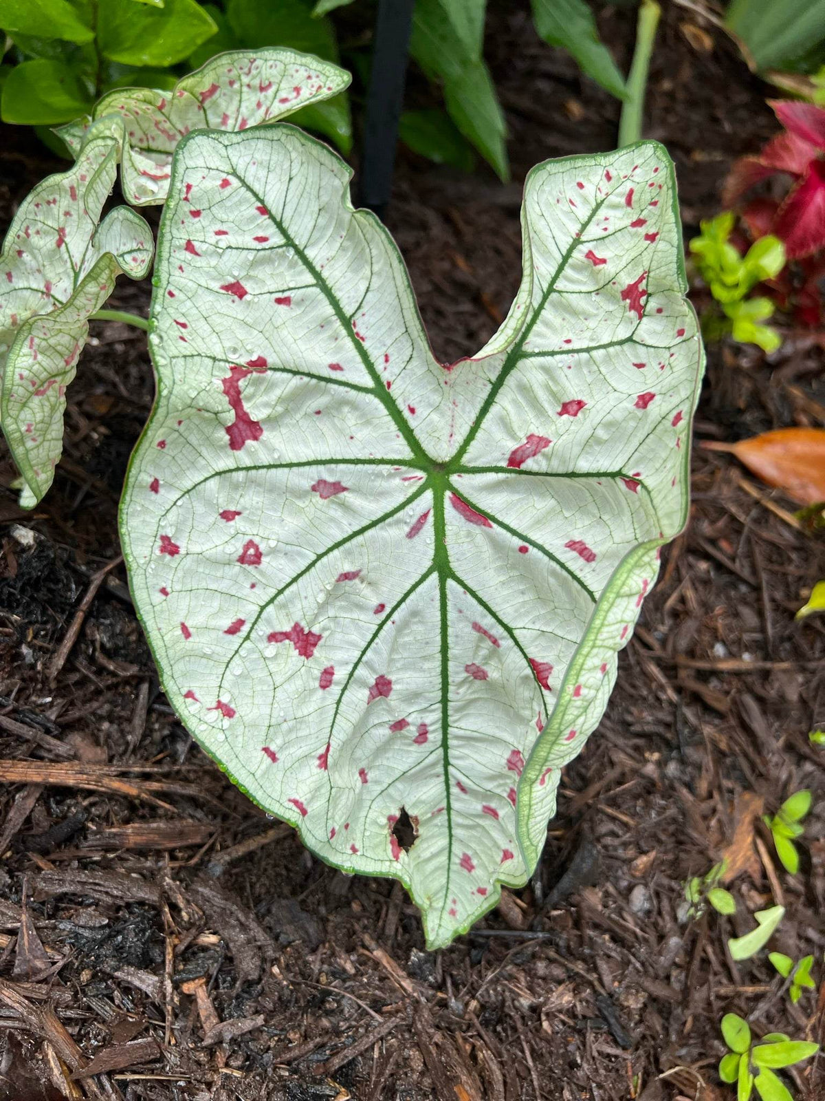 'Cranberry Star' Caladium – Dazzling Foliage Showcase (2 Bulbs) - Blue Buddha Farm