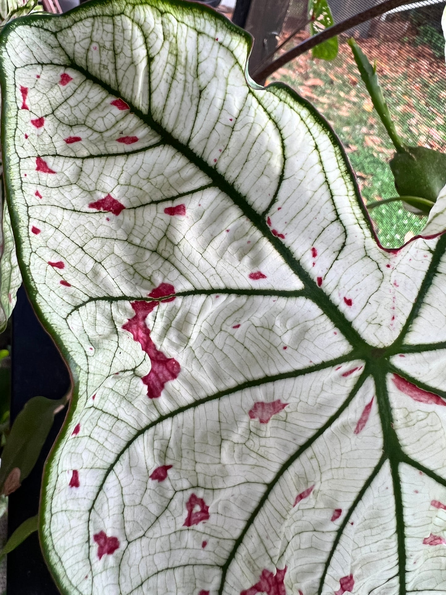 'Cranberry Star' Caladium – Dazzling Foliage Showcase (2 Bulbs) - Blue Buddha Farm