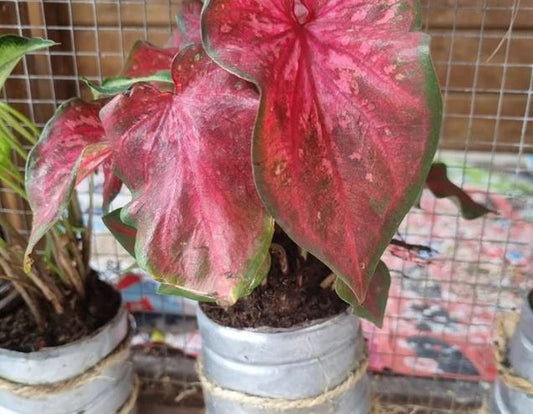 Crimson Sky Caladium sitting on a counter in a pot