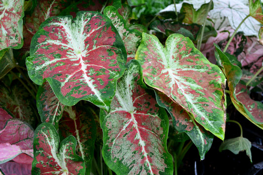'Dawn to Dusk' Caladium – Ethereal Glow in the Garden (2 Bulbs) - Blue Buddha Farm