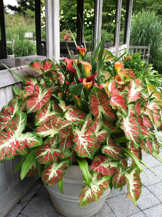 'Dawn to Dusk' Caladium – Ethereal Glow in the Garden (2 Bulbs) - Blue Buddha Farm
