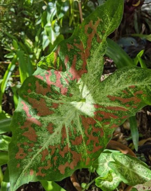 'Dawn to Dusk' Caladium – Ethereal Glow in the Garden (2 Bulbs) - Blue Buddha Farm