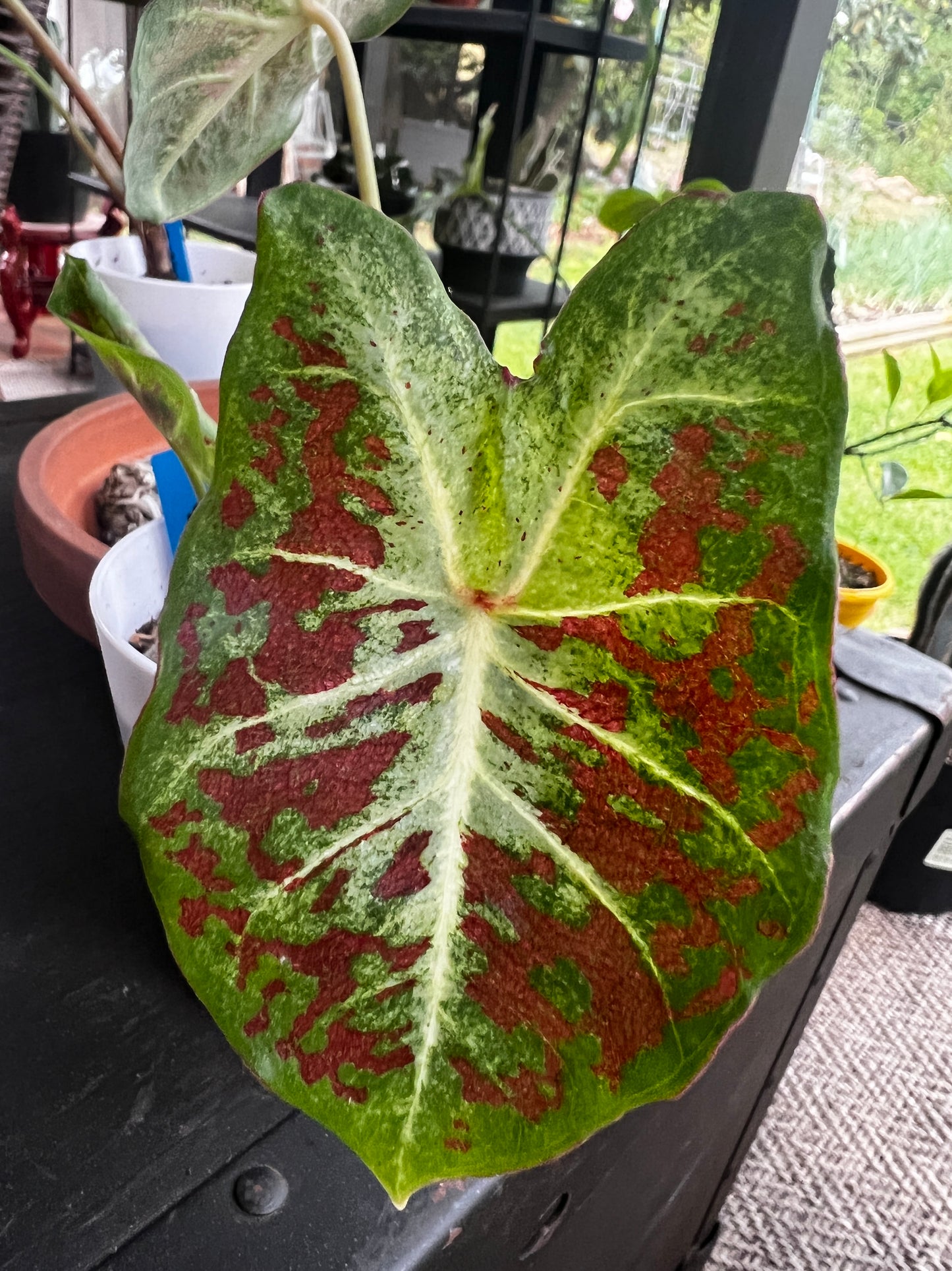 'Dawn to Dusk' Caladium – Ethereal Glow in the Garden (2 Bulbs) - Blue Buddha Farm