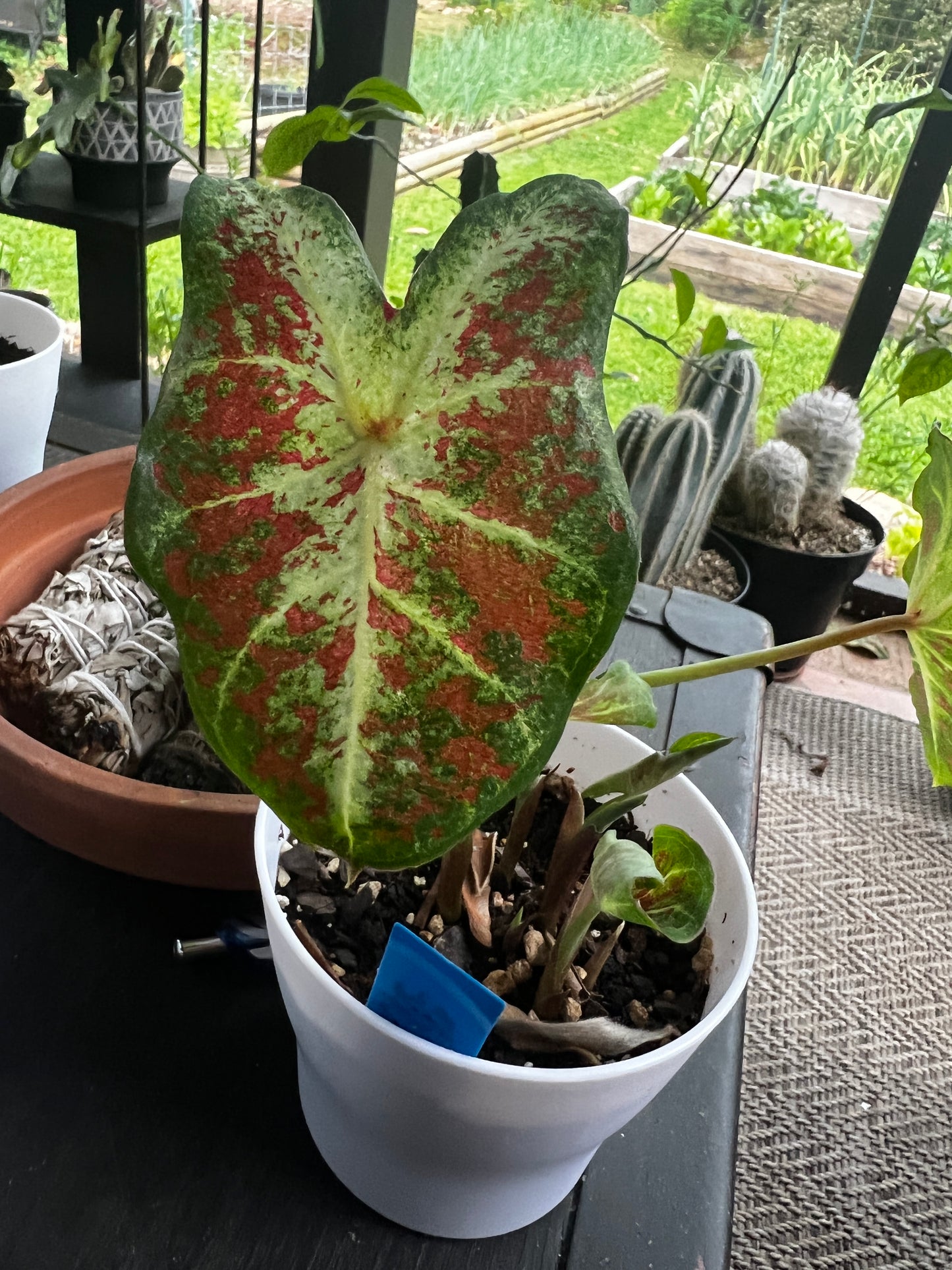 'Dawn to Dusk' Caladium – Ethereal Glow in the Garden (2 Bulbs) - Blue Buddha Farm