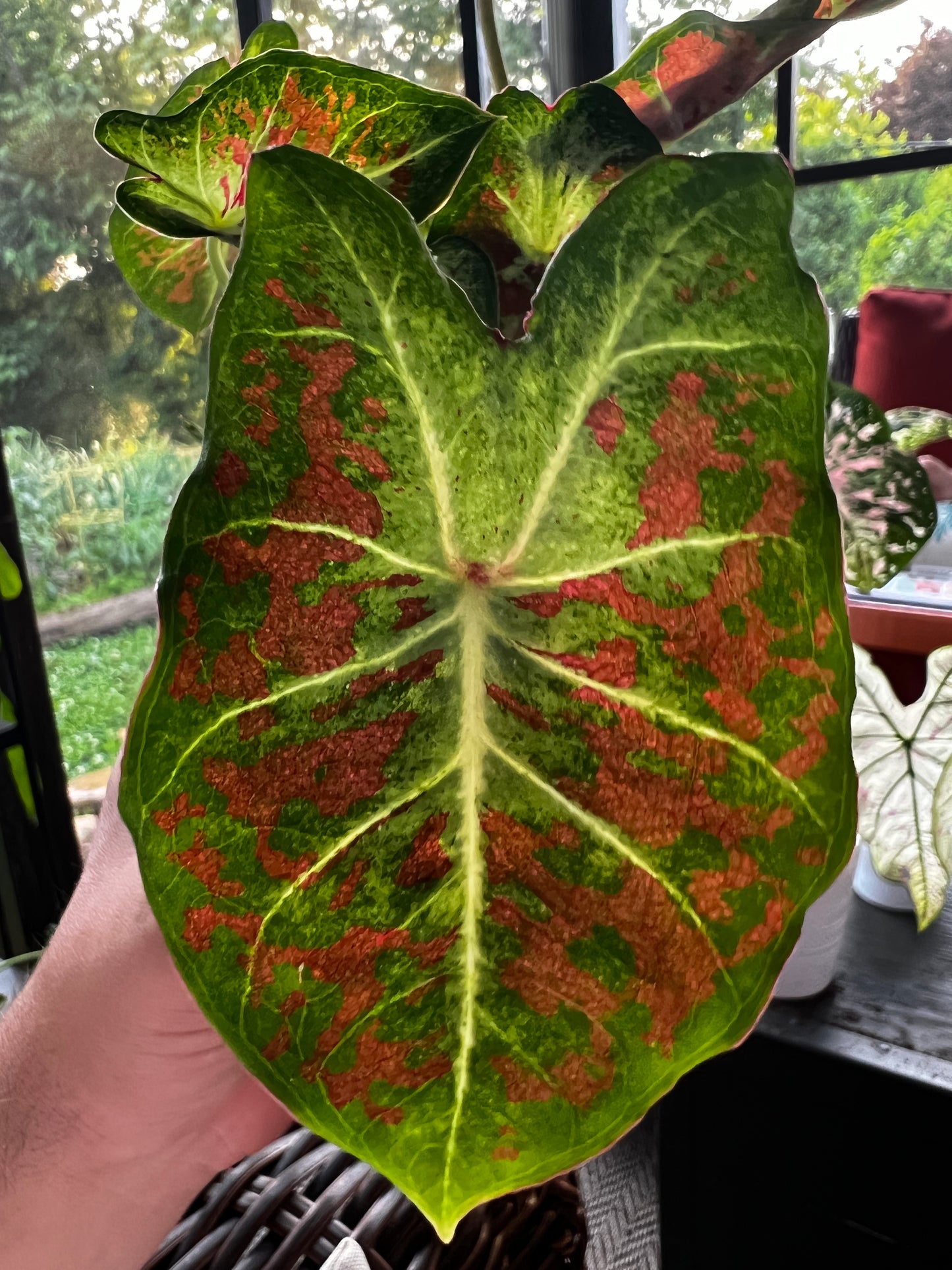 'Dawn to Dusk' Caladium – Ethereal Glow in the Garden (2 Bulbs) - Blue Buddha Farm