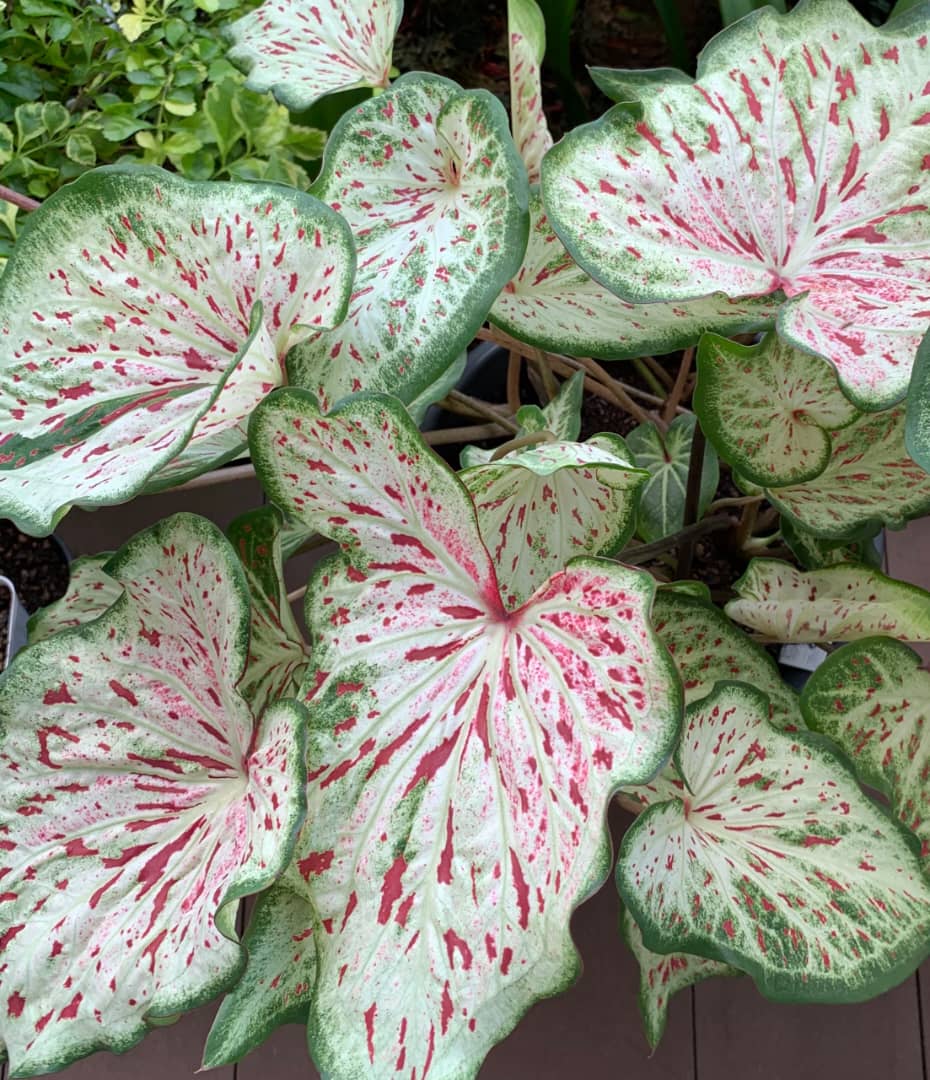 'Daydreamer' Caladium – Enchanting Pink Symphony (2 Bulbs) - Blue Buddha Farm