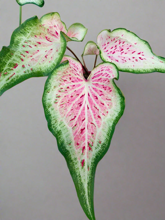 'Daydreamer' Caladium – Enchanting Pink Symphony (2 Bulbs) - Blue Buddha Farm