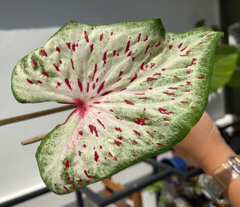 'Daydreamer' Caladium – Enchanting Pink Symphony (2 Bulbs) - Blue Buddha Farm
