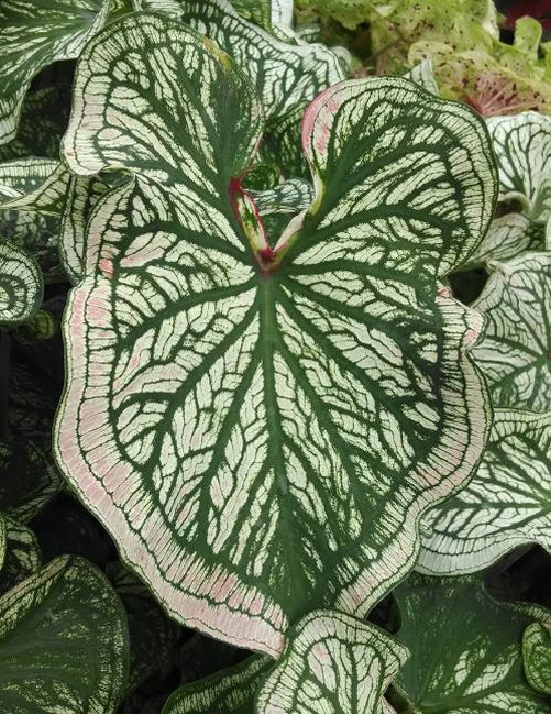 'Debutante' Caladium – Graceful Versatility in Every Leaf (2 Bulbs) - Blue Buddha Farm