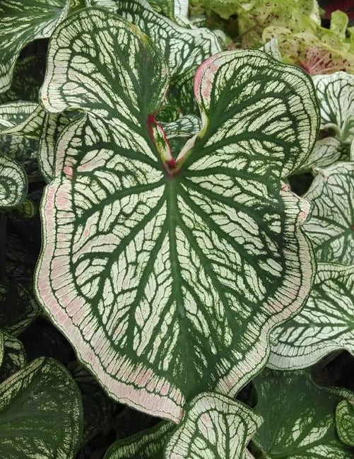 'Debutante' Caladium – Graceful Versatility in Every Leaf (2 Bulbs) - Blue Buddha Farm
