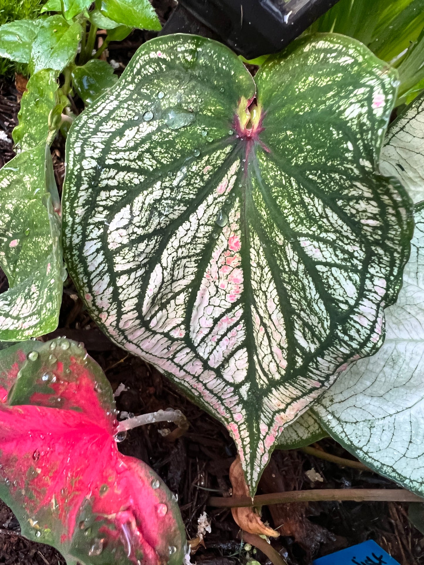 'Debutante' Caladium – Graceful Versatility in Every Leaf (2 Bulbs) - Blue Buddha Farm