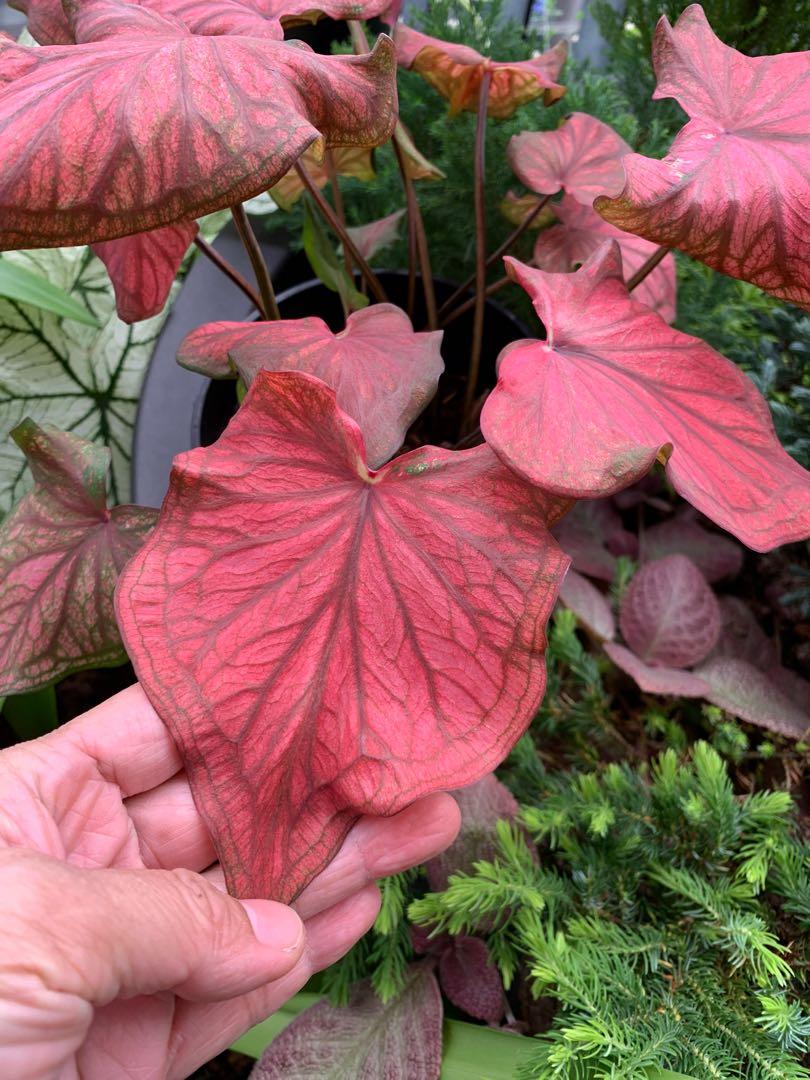 'Desert Sunset' Caladium – Bold and Bright Foliage Drama (2 Bulbs) - Blue Buddha Farm