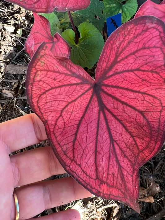 'Desert Sunset' Caladium – Bold and Bright Foliage Drama (2 Bulbs) - Blue Buddha Farm