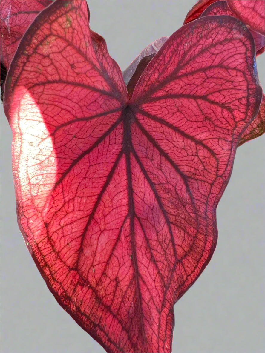 'Desert Sunset' Caladium – Bold and Bright Foliage Drama (2 Bulbs) - Blue Buddha Farm