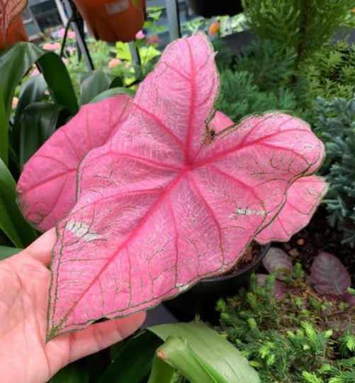'Fannie Munson' Caladium – Lush Purplish Pink & Green Elegance(2 Bulbs) - Blue Buddha Farm