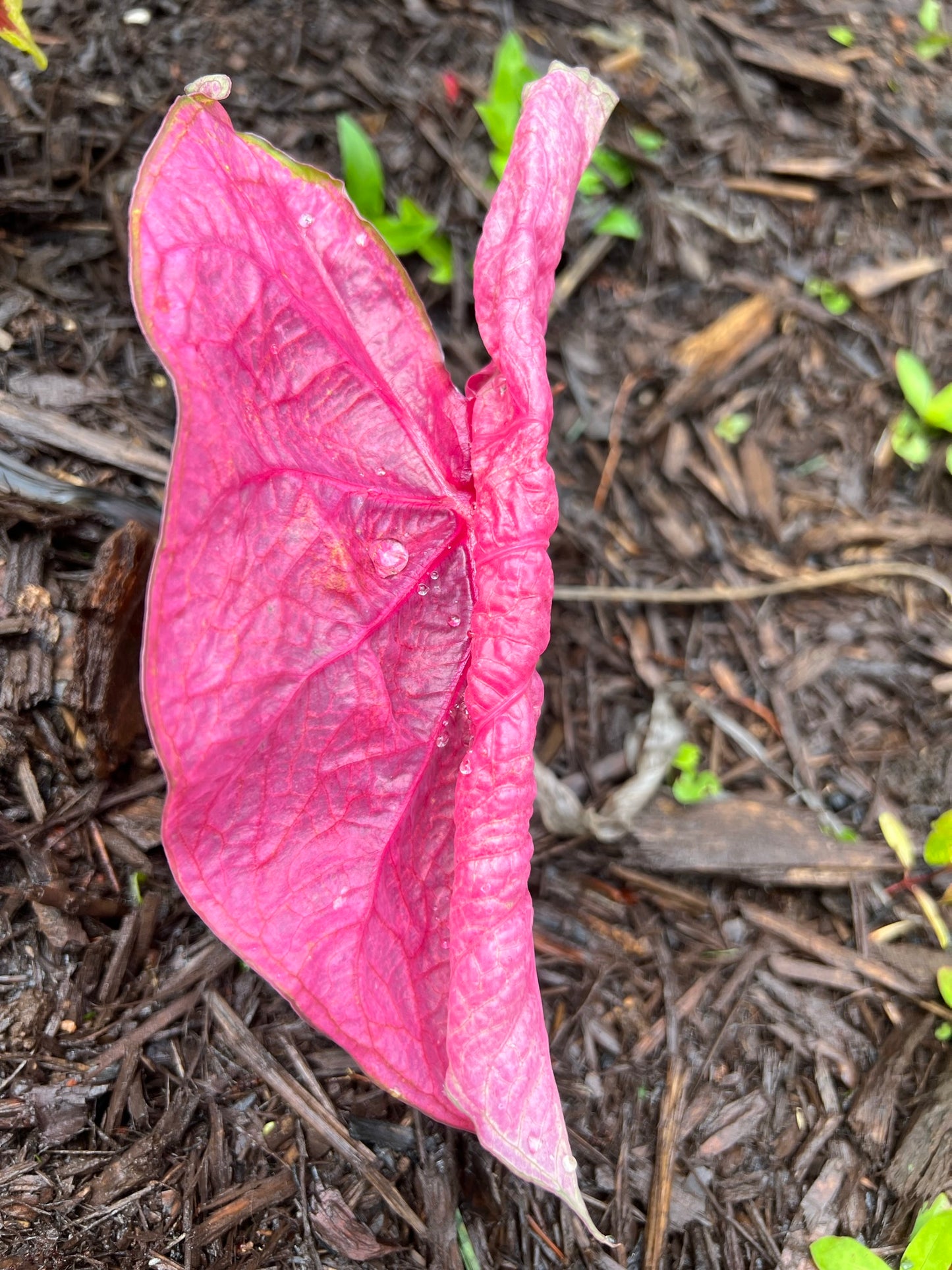 'Fannie Munson' Caladium – Lush Purplish Pink & Green Elegance(2 Bulbs) - Blue Buddha Farm