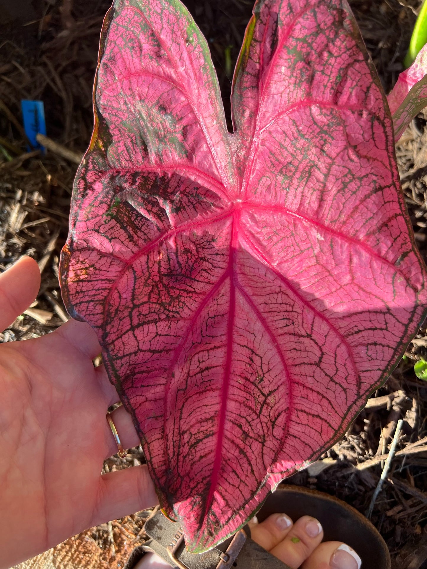 'Fannie Munson' Caladium – Lush Purplish Pink & Green Elegance(2 Bulbs) - Blue Buddha Farm