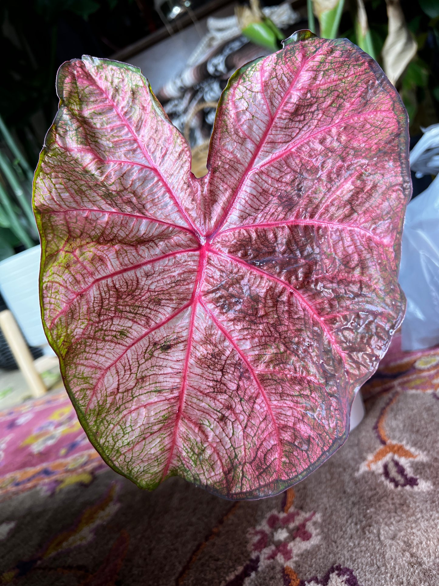 'Fannie Munson' Caladium – Lush Purplish Pink & Green Elegance(2 Bulbs) - Blue Buddha Farm
