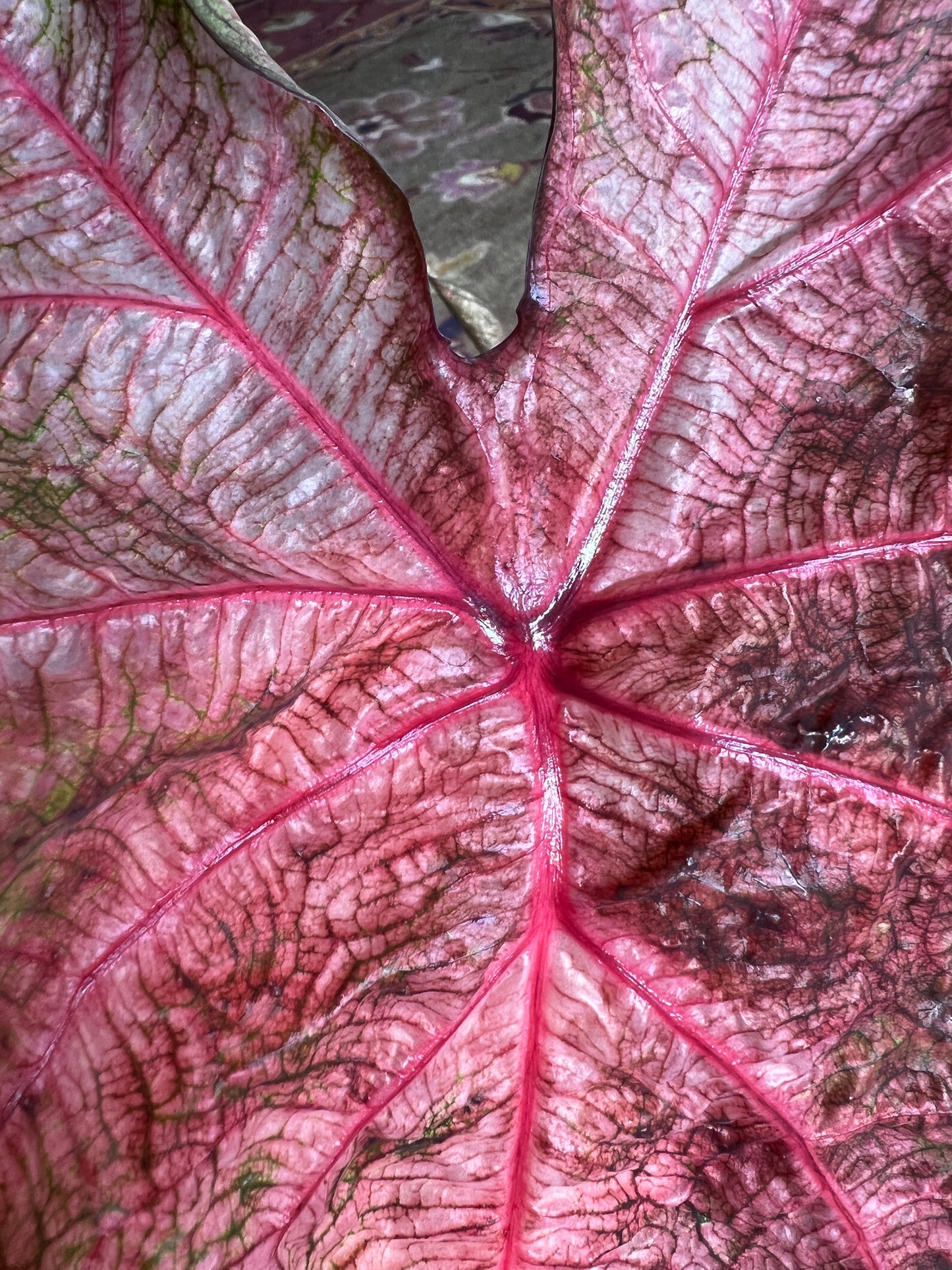 'Fannie Munson' Caladium – Lush Purplish Pink & Green Elegance(2 Bulbs) - Blue Buddha Farm