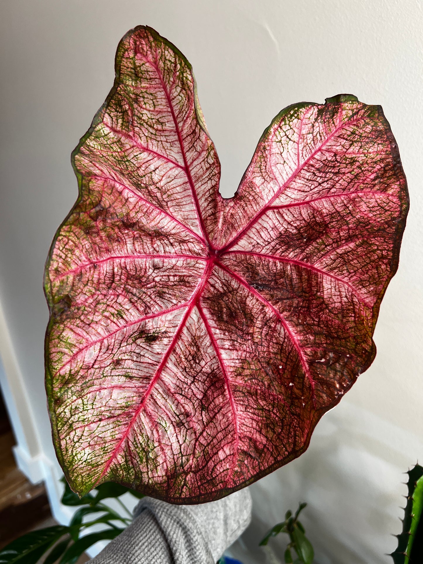 'Fannie Munson' Caladium – Lush Purplish Pink & Green Elegance(2 Bulbs) - Blue Buddha Farm